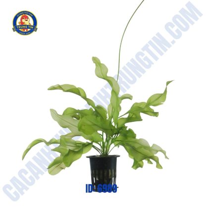 Cây choi xoắn thủy sinh - Hình 1