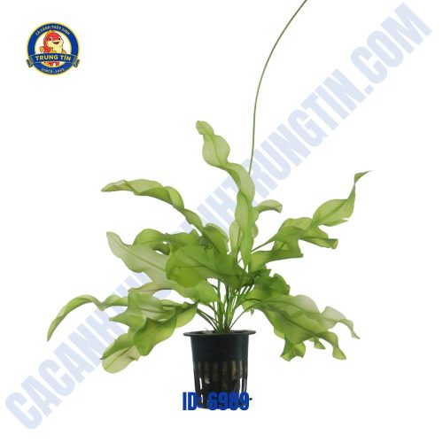 Cây choi xoắn thủy sinh - Hình 1