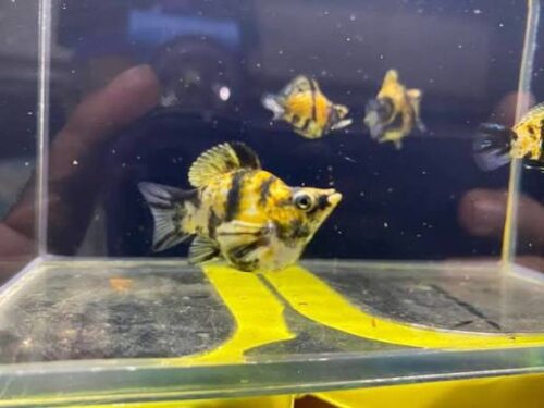 Moly tiger đuôi tròn nhỏ