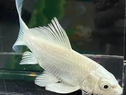 Sản phẩm
